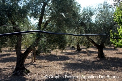 Azienda Agricola olivicola Lamacchia