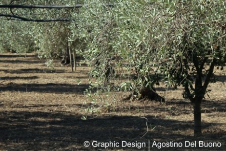 Olio extravergine di oliva