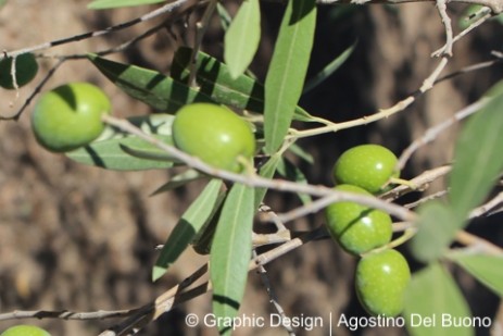 Raccolta delle olive conduzione familiare